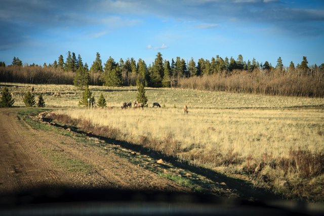 Elk near the cabin